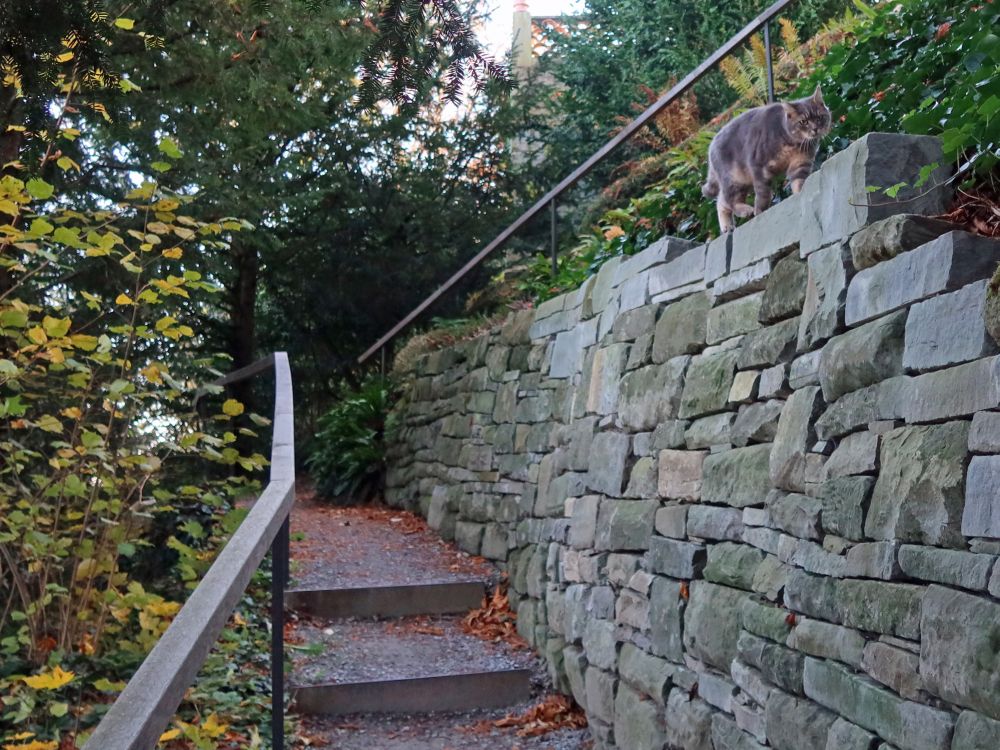 Katze auf der Mauer