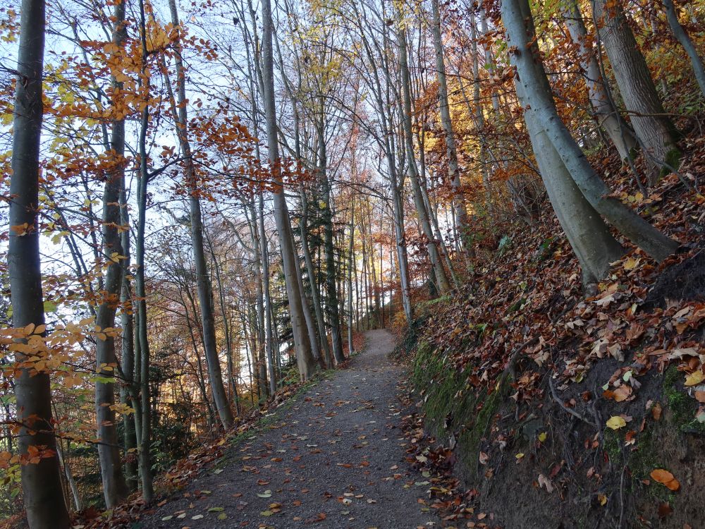 Waldpfad am Arenenberg