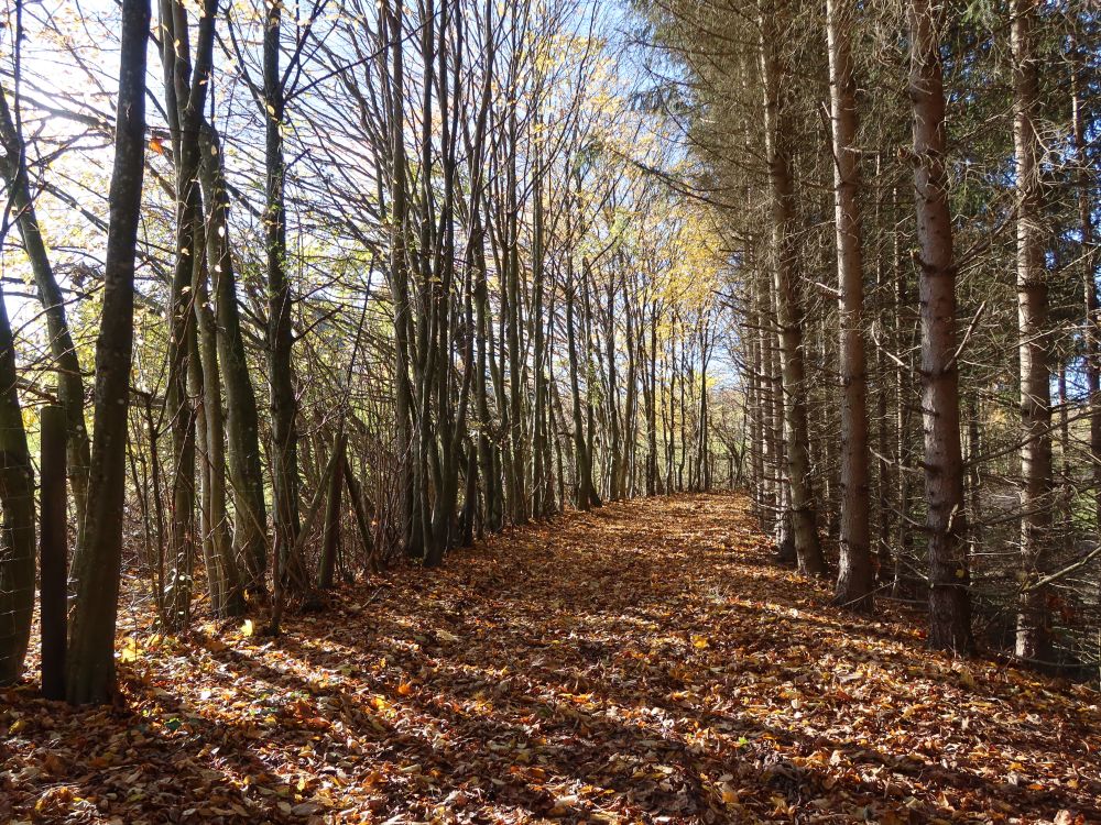 Waldweg bei Wartburg