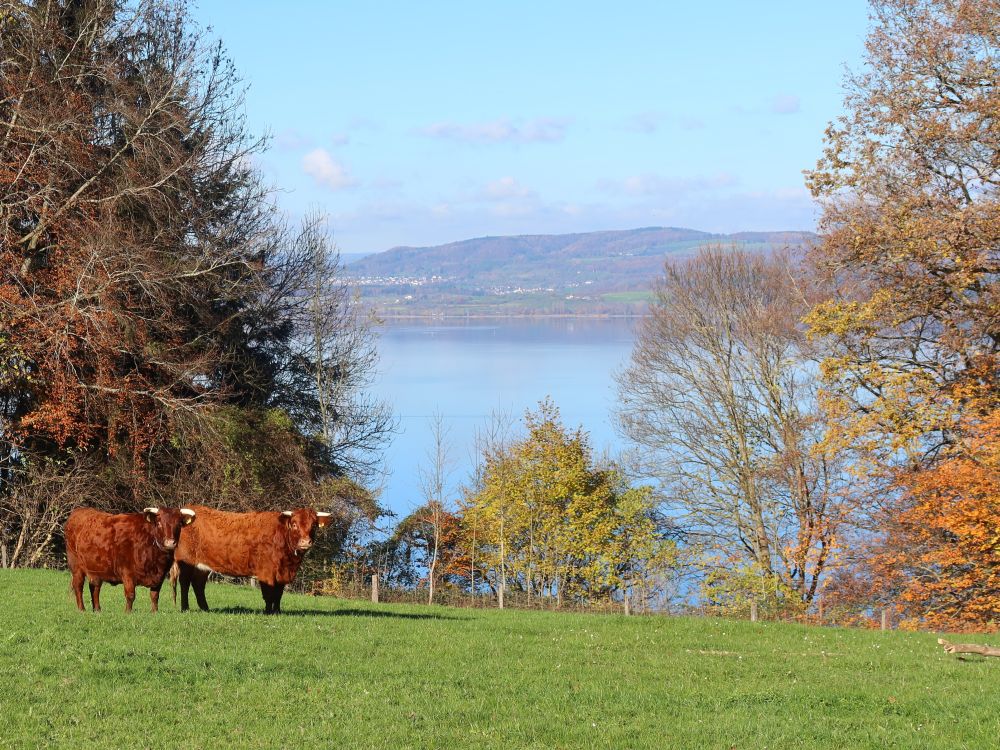 Rinder und Untersee