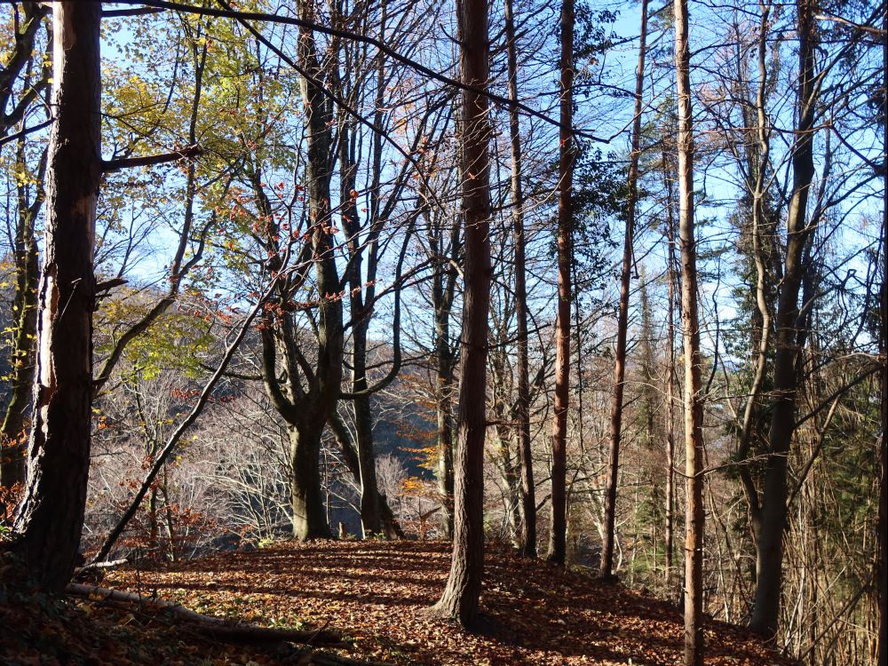 Waldweg unterhalb Sandegg