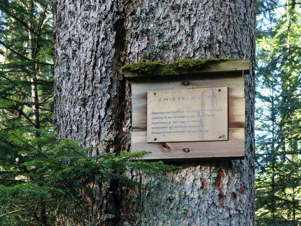 Zwieselwuchs mit Infotafel