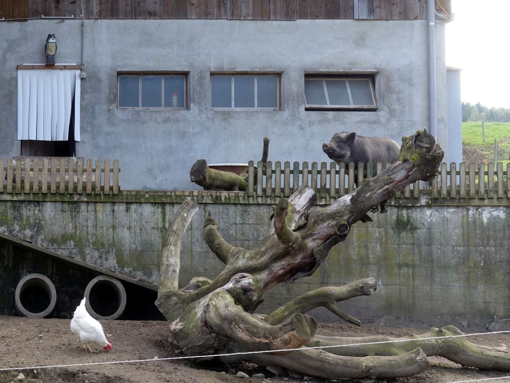 Huhn und Schwein bei Thürlewang