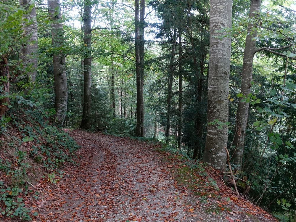 Waldweg bei Winterburg