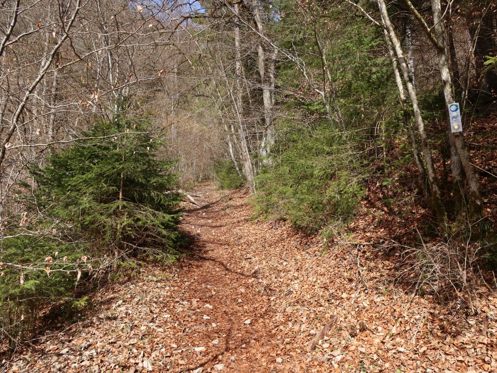 Waldpfad