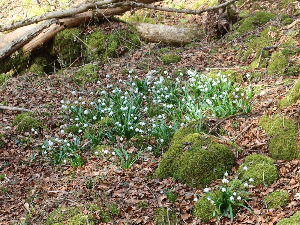 Märzenbecher
