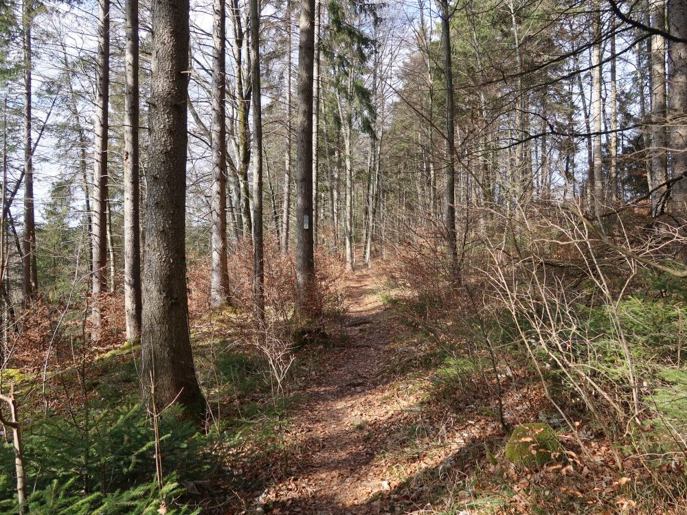 Waldpfad