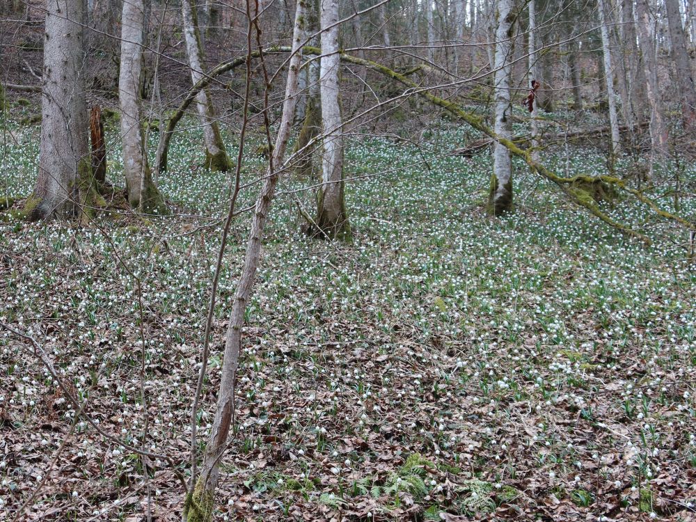 Märzenbecher
