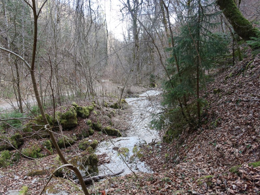 Weg im Schäfertal