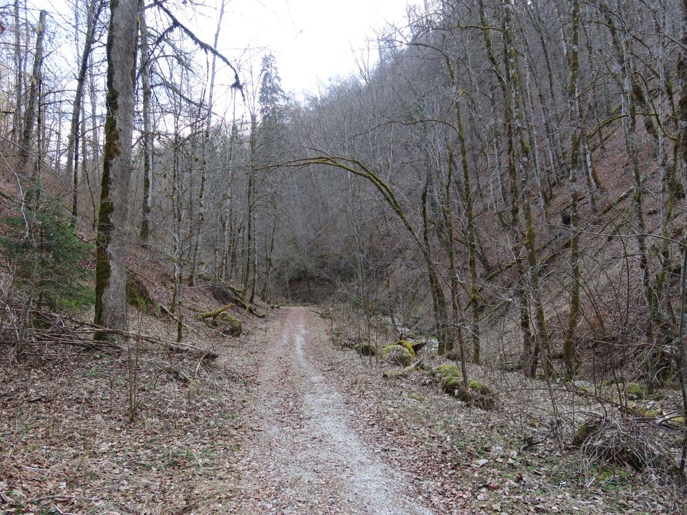 Weg im Schäfertal