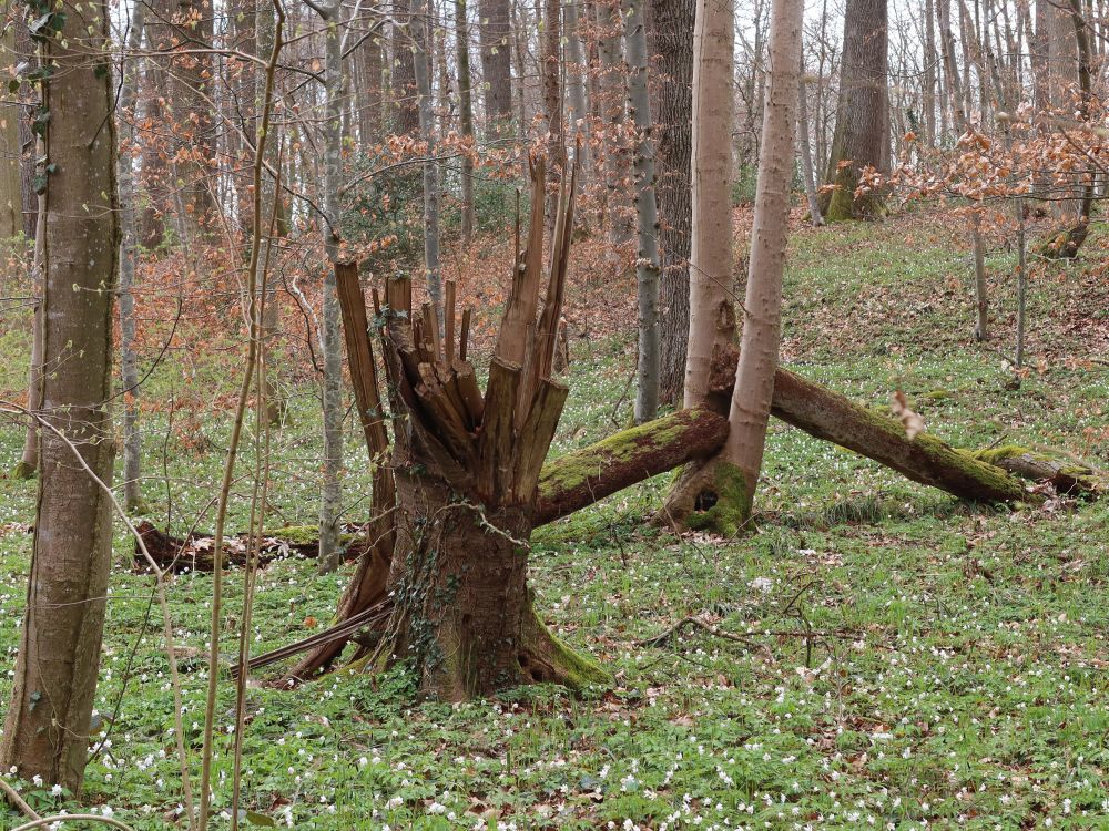 Windbruch