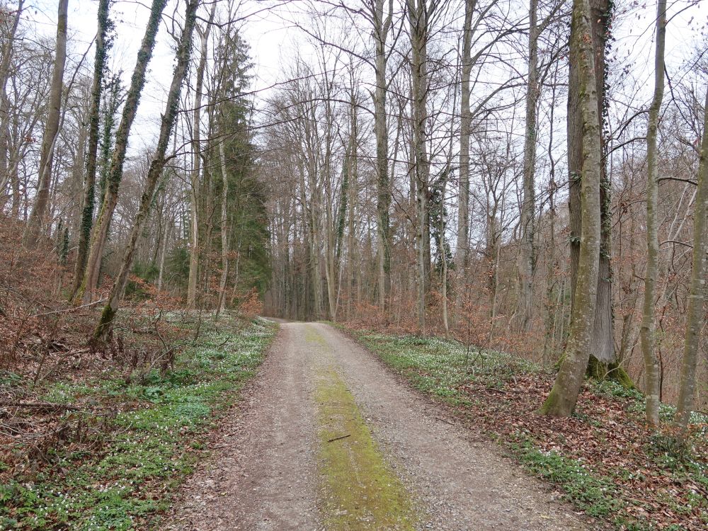 Waldweg