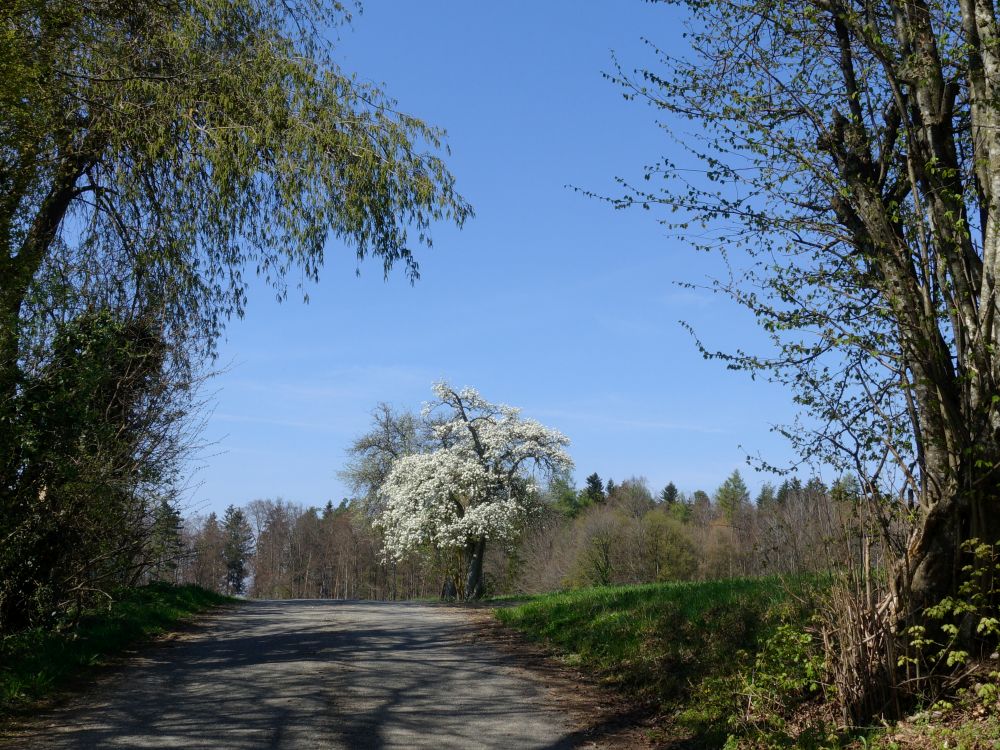 blühender Baum