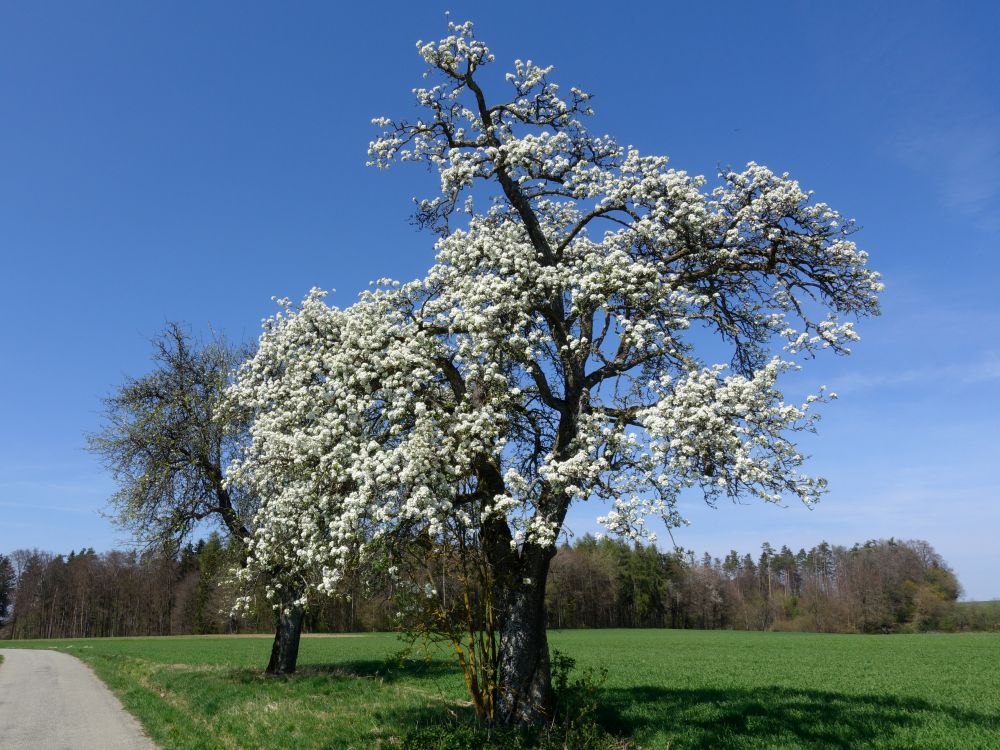 blühender Baum