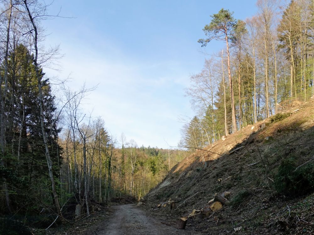 Weg am Schienerbach