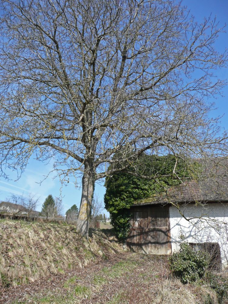 Hausbewuchs in Öhningen