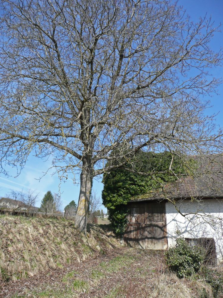 Hausbewuchs in hningen