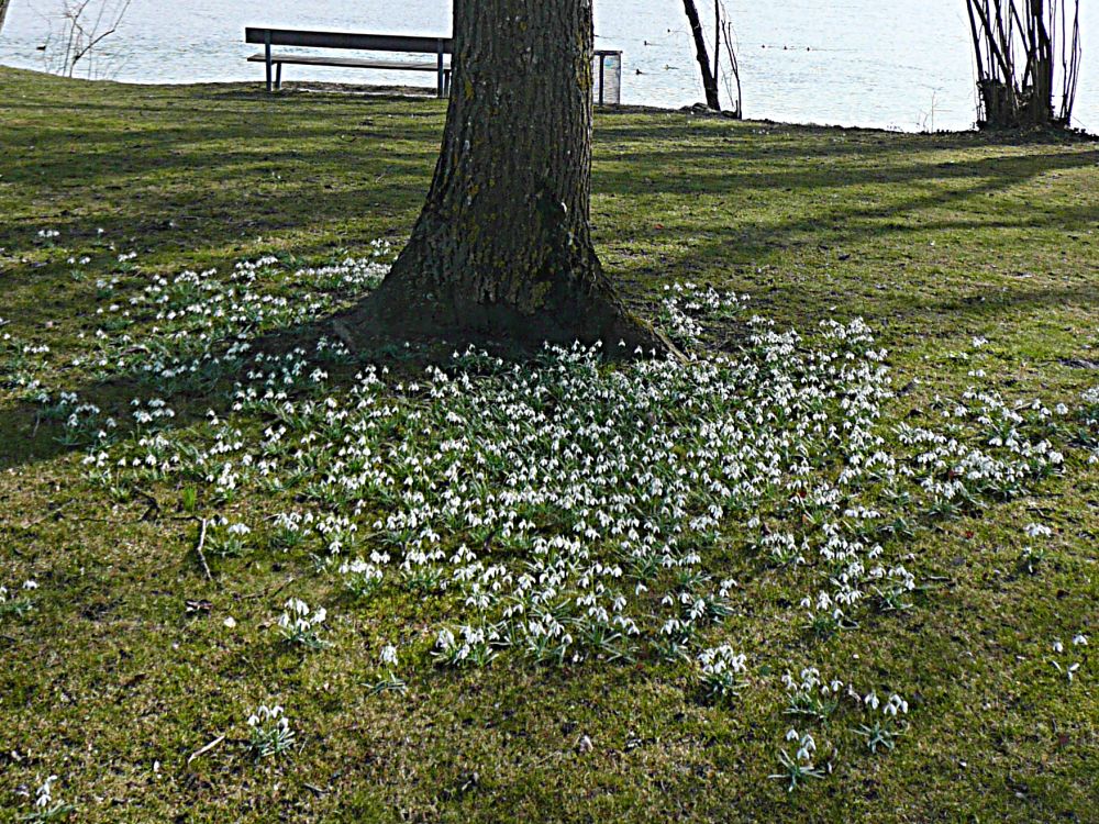 Schneeglöckchen