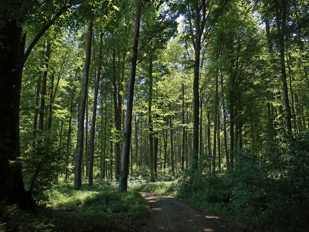 Waldweg