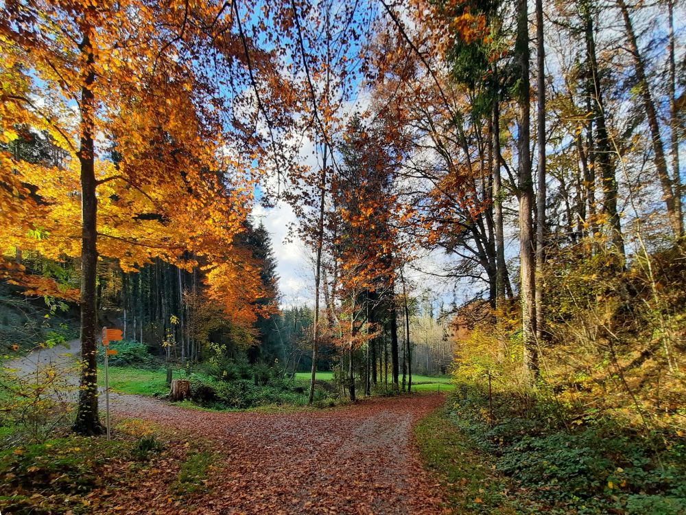 Herbsfarben bei Wässerwis