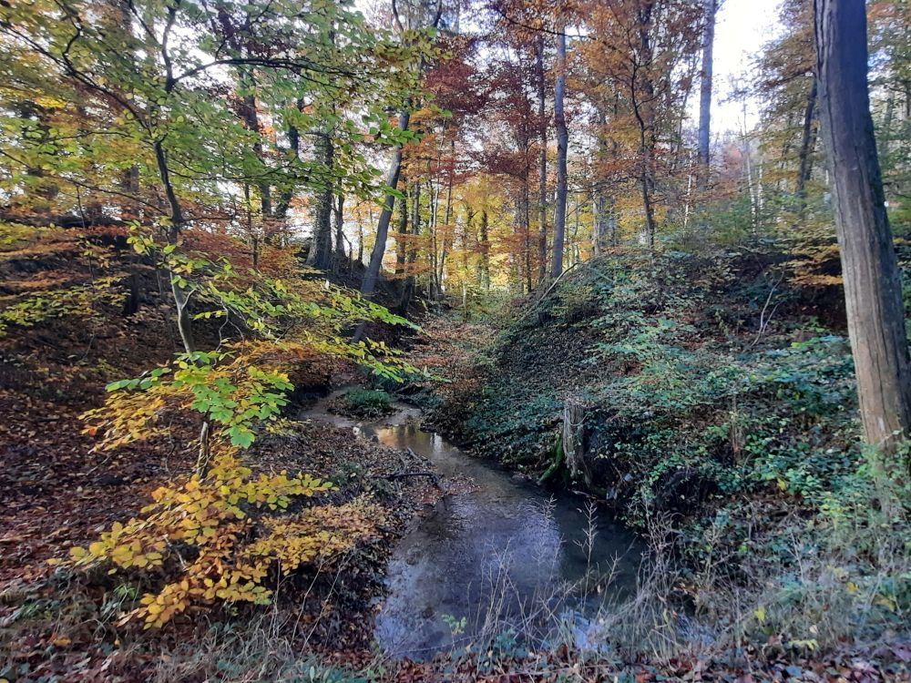 Herbstwald