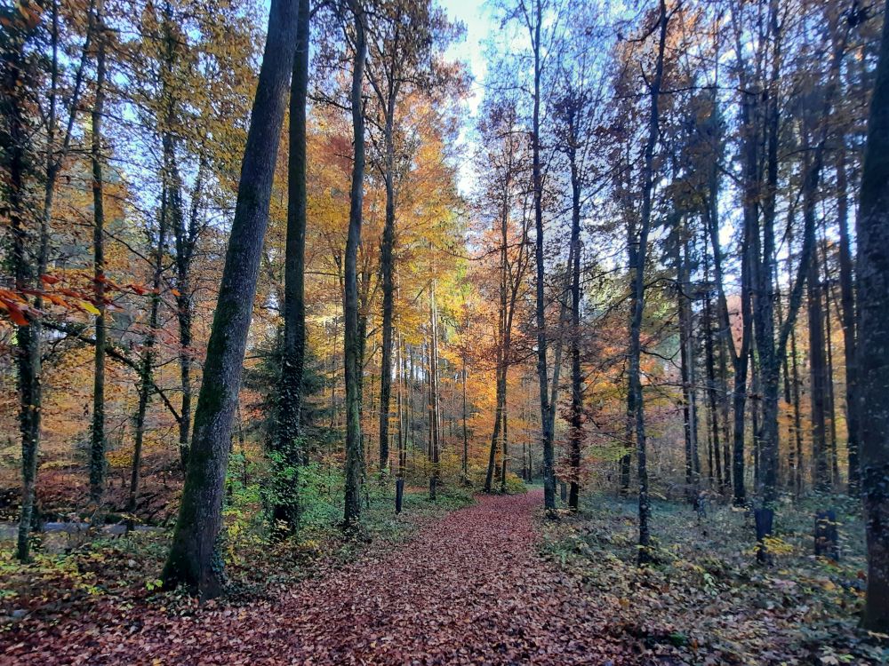 Herbstwald