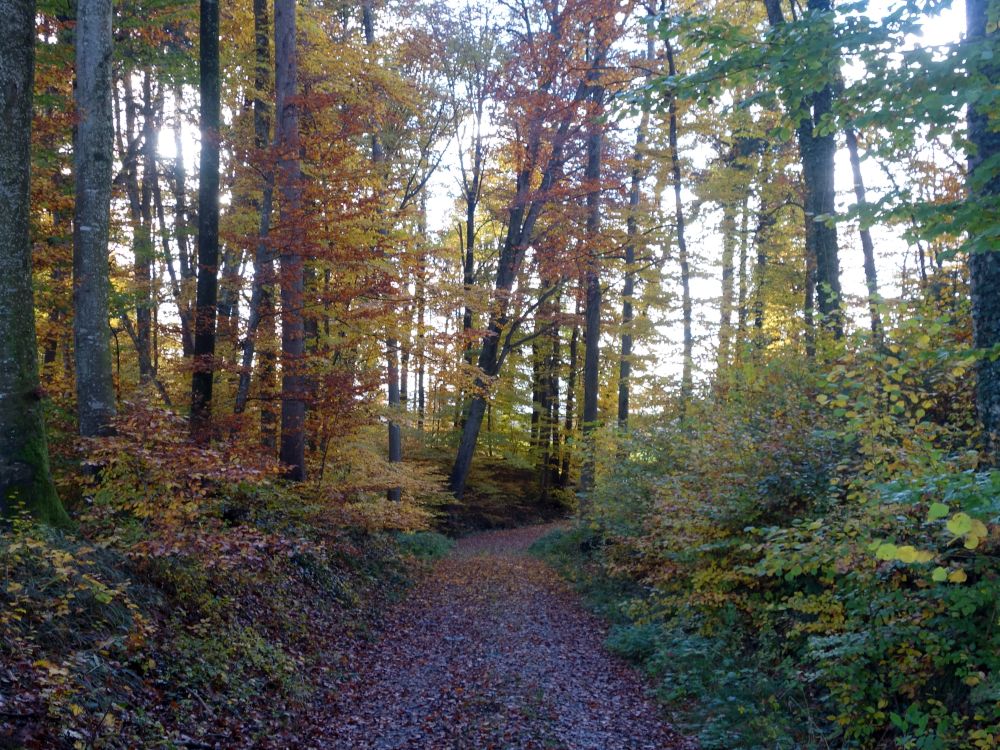 Herbstwald