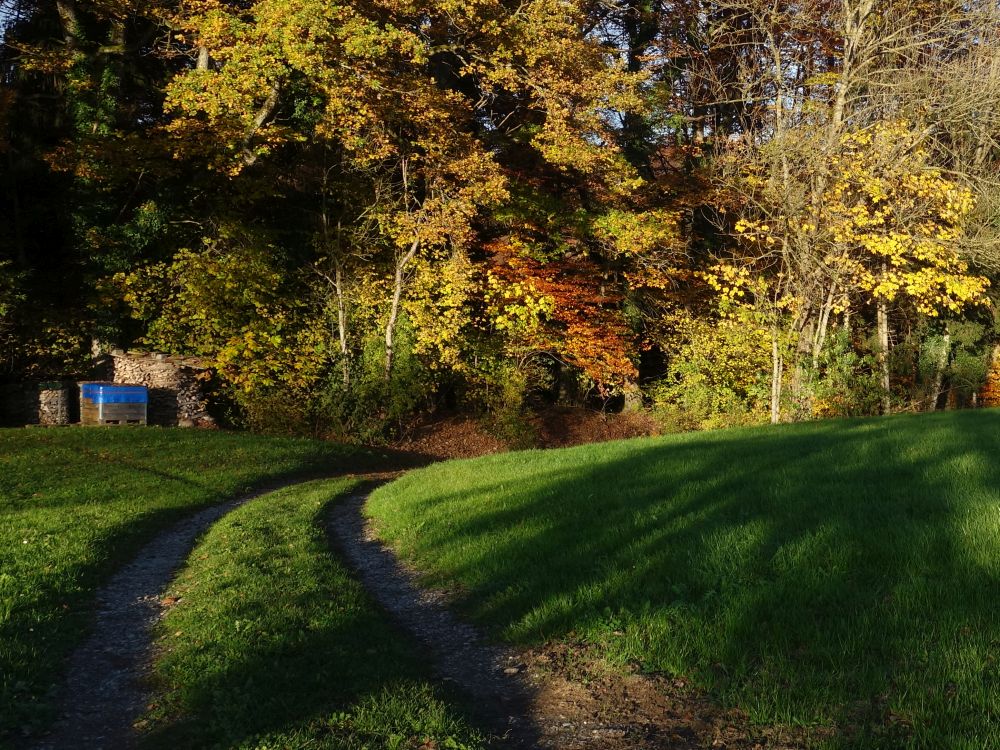 Waldrand bei Entenmoos