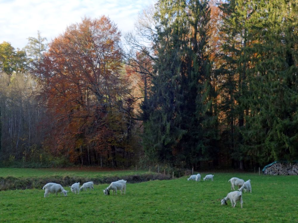 Schafe auf Wässerwis