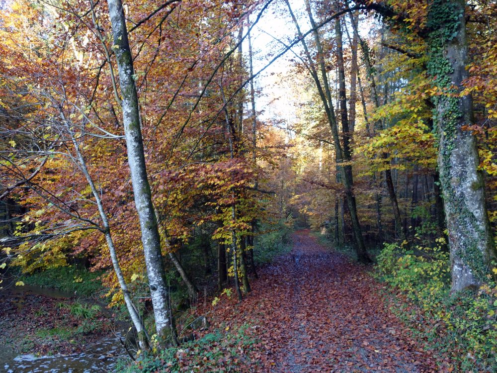 Waldweg