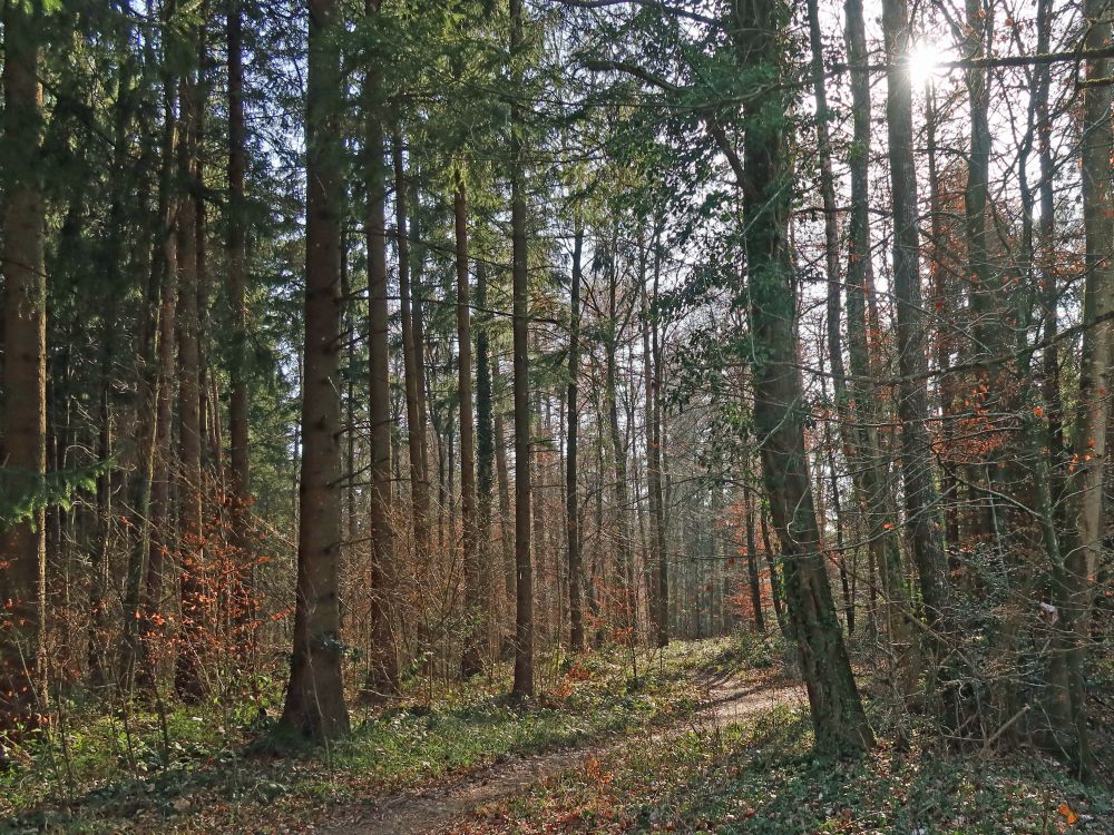 Waldweg