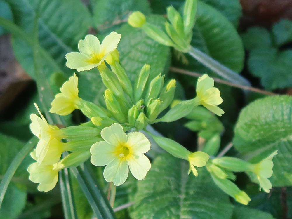 Schlüsselblume