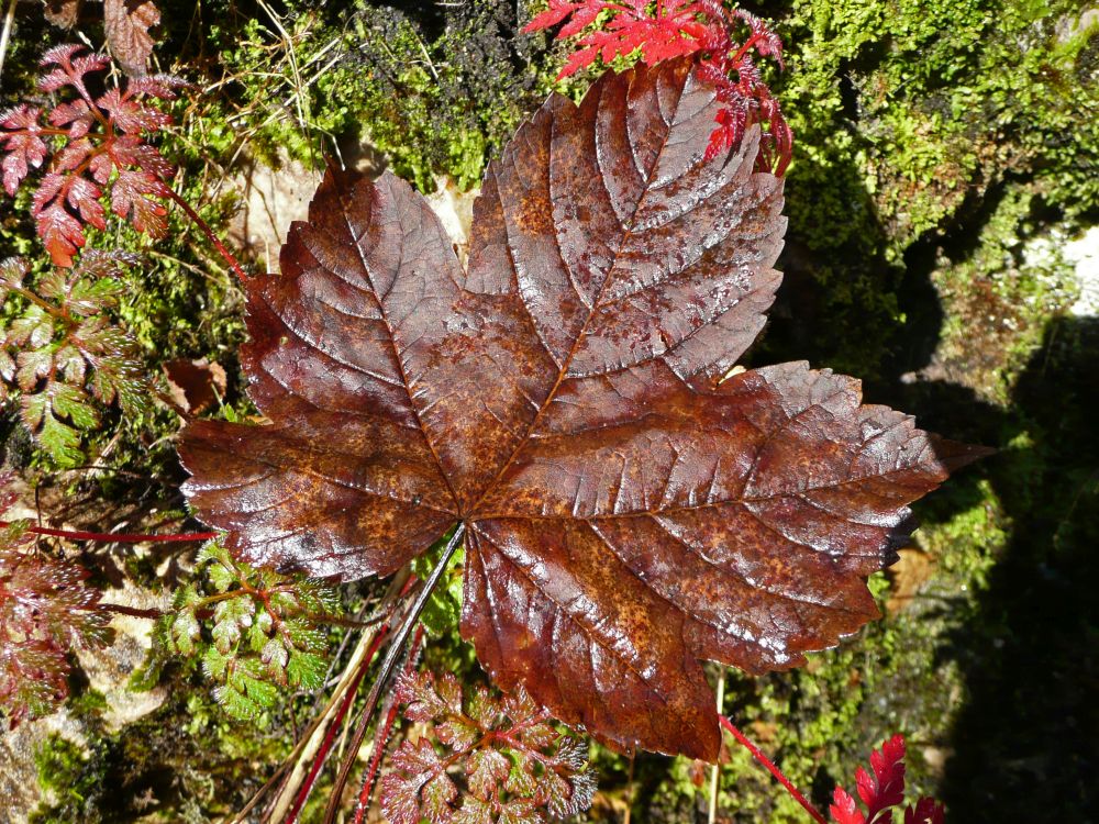 Herbstfärbung
