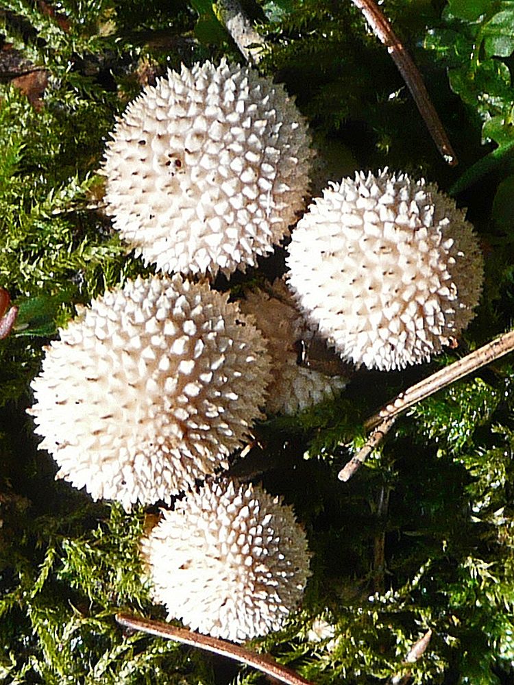 Flaschenstäubling