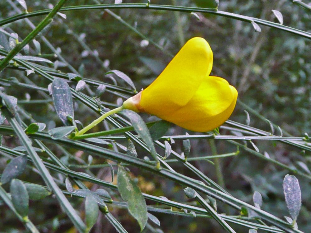 Ginsterblüte