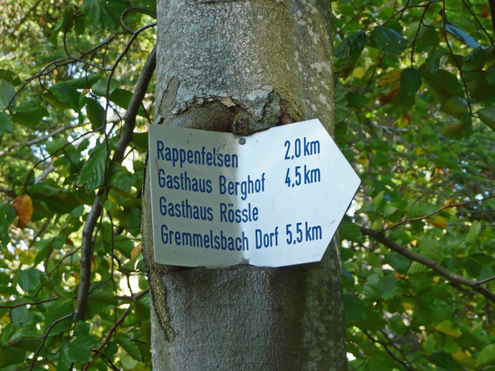 Baum frisst Wegweiser