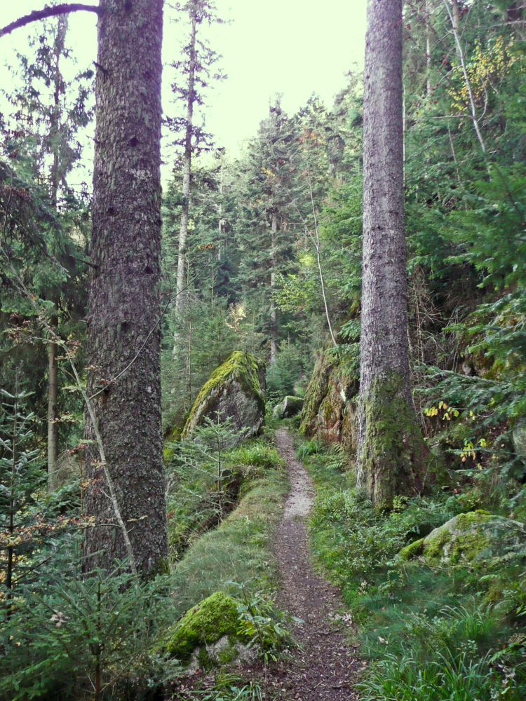 Waldpfad durch Felsen