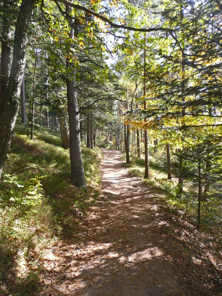 herbstlicher Waldweg