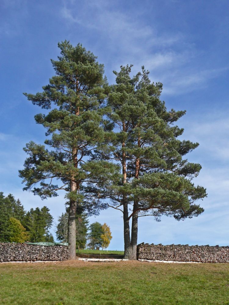 Baumgruppe auf dem Feissesberg