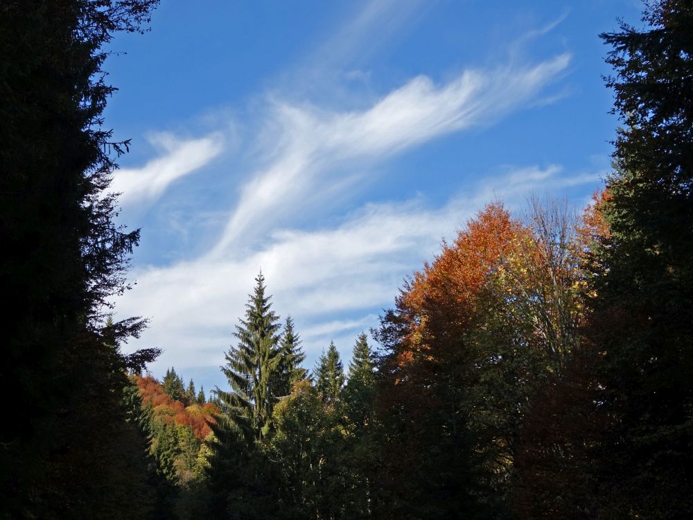 Wolke und Herbstfarben