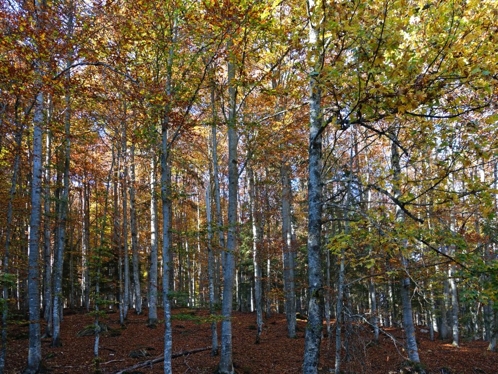 Herbstfarben