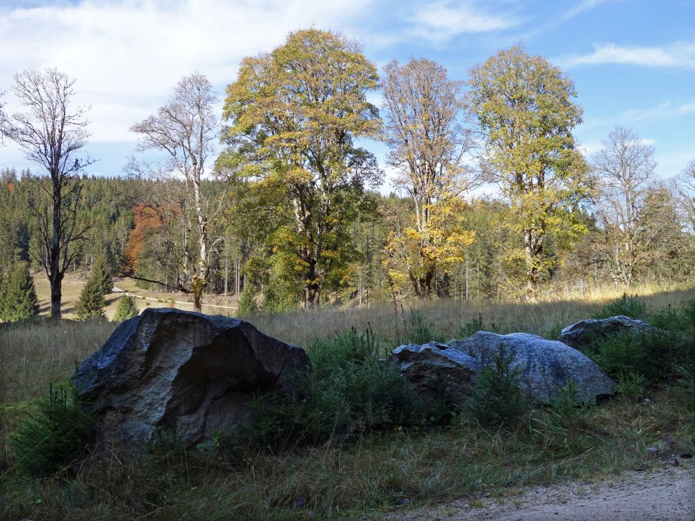 Bäume bei Oberkrummen