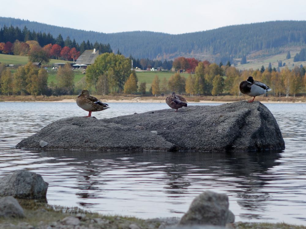 schlafende Enten