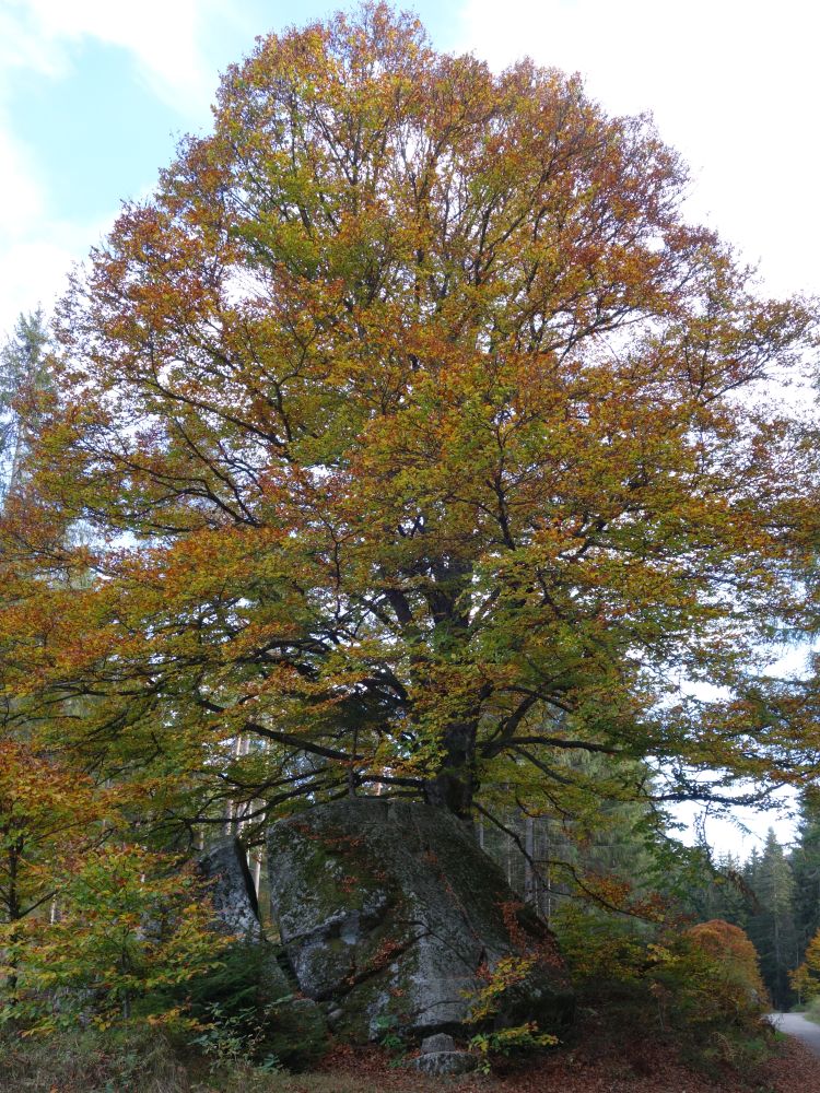 Herbstfarben