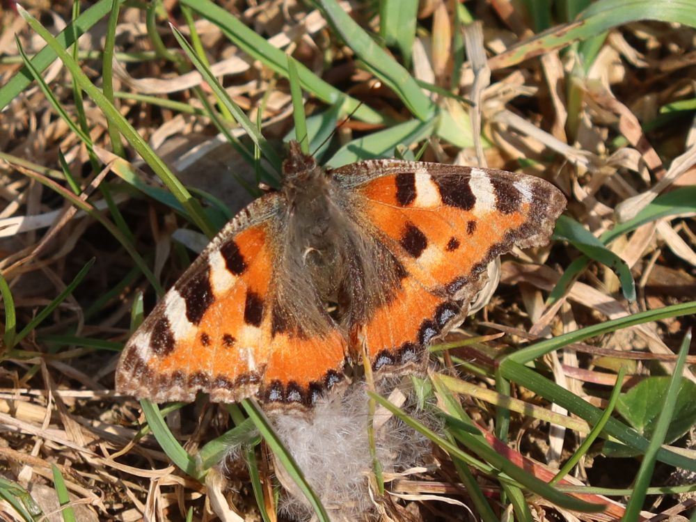 Schmetterling Kleiner Fuchs