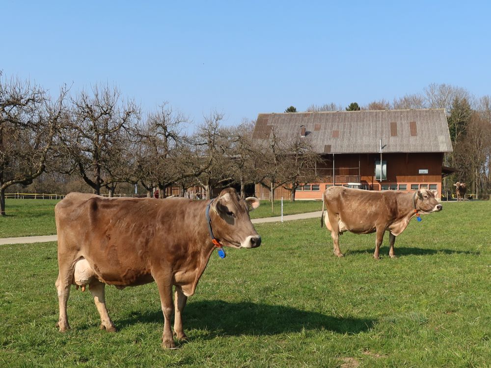 Kühe beim Bauernhof Neugüttingen