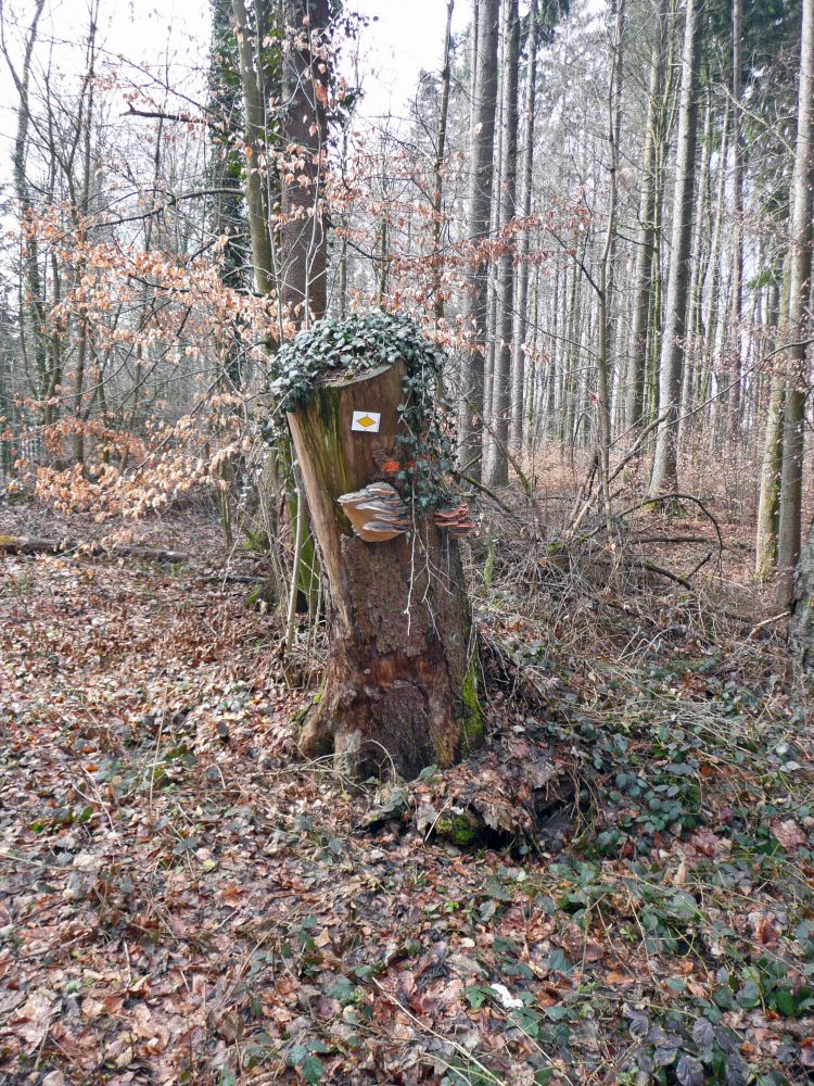 Baumstumpf mit Wanderwegmarkierung