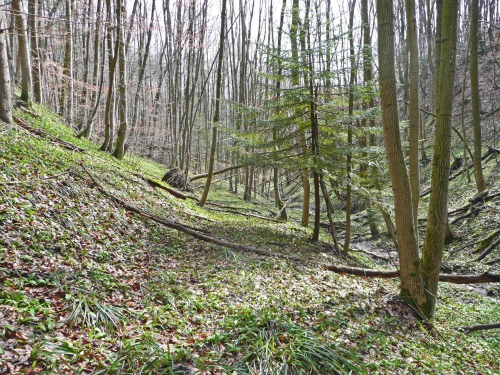 Tobel nähe Bützenfelsen