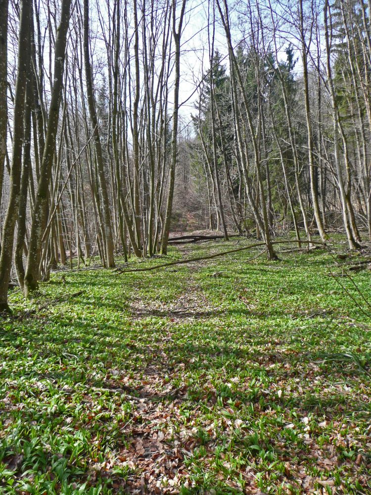 Weg unter den Bützenfelsen