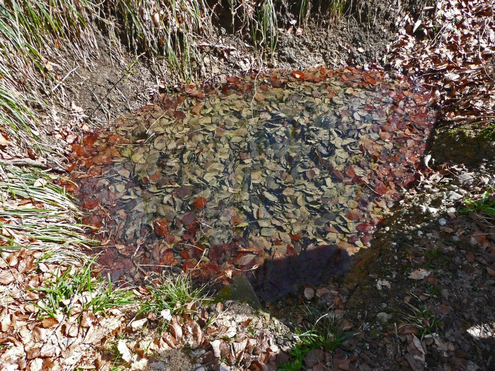 Pfütze am Waldrand